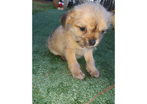 One girl Shichi puppy