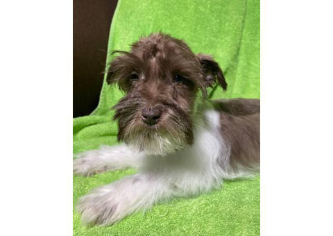 Miniature schnauzer male puppy
