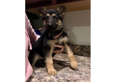 2 German shepherd female full blood puppies
