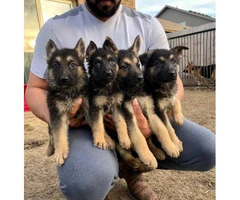 2 German shepherd female full blood puppies - 3