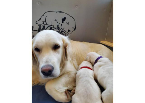3 girls 4 boys fullblooded English Cream Golden Retriever puppies