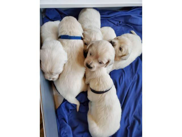 3 girls 4 boys fullblooded English Cream Golden Retriever ...