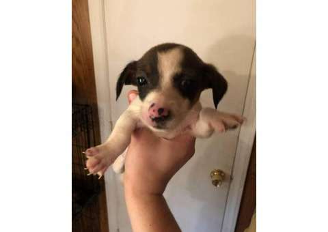 Friendly Chiweenie puppies for sale