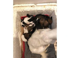 Friendly Chiweenie puppies for sale - 3