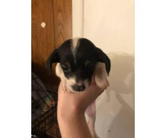 Friendly Chiweenie puppies for sale - 5