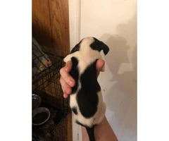 Friendly Chiweenie puppies for sale - 6