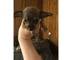 Friendly Chiweenie puppies for sale - 8