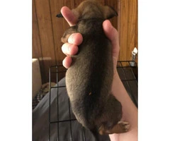 Friendly Chiweenie puppies for sale - 9