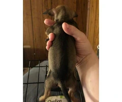 Friendly Chiweenie puppies for sale - 10