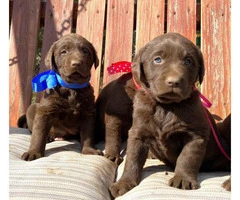 6 stunning AKC registered Chocolate Lab puppies