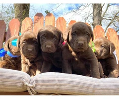 6 stunning AKC registered Chocolate Lab puppies - 2