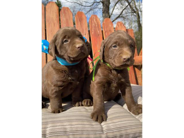 6 stunning AKC registered Chocolate Lab puppies in Shelbyville, Tennessee - Puppies for Sale Near Me