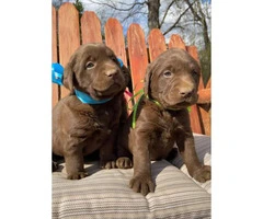 6 stunning AKC registered Chocolate Lab puppies - 3