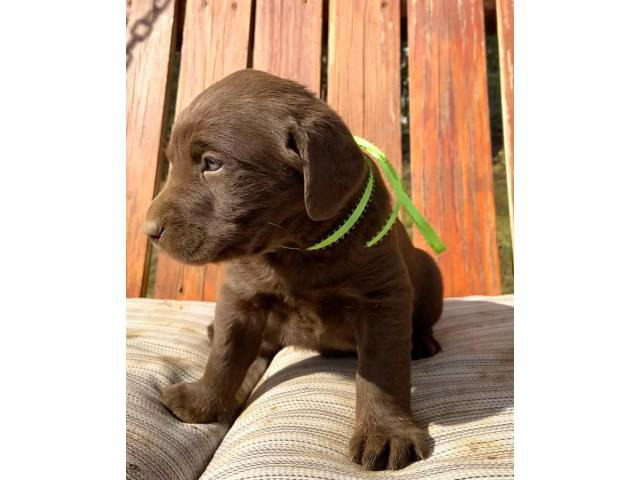 6 stunning AKC registered Chocolate Lab puppies in ...