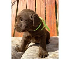 6 stunning AKC registered Chocolate Lab puppies - 13