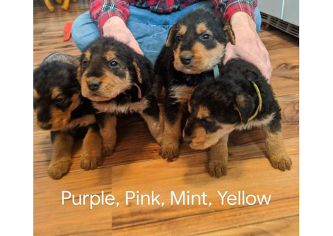 5 Pure bred Airedale puppies