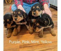 5 Pure bred Airedale puppies