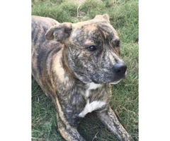 Male brindle pitbull puppy for rehoming - 4