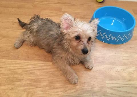Cute Yorkshire Terrier puppy looking for a new home