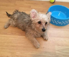 Cute Yorkshire Terrier puppy looking for a new home - 1