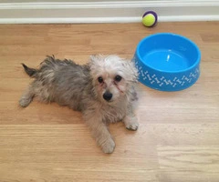 Cute Yorkshire Terrier puppy looking for a new home - 2