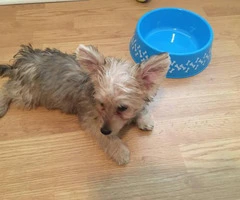 Cute Yorkshire Terrier puppy looking for a new home - 4