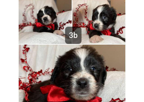 7 gorgeous Aussiedoodle puppies