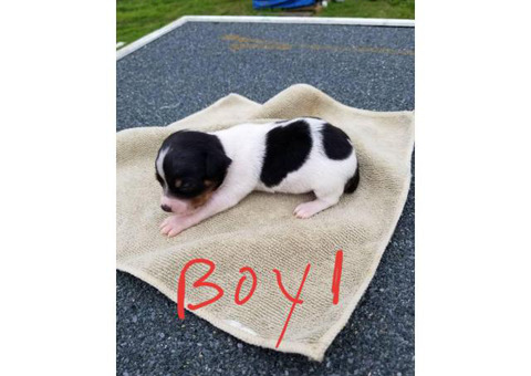 2 Male toy Rat Terrier puppies for sale