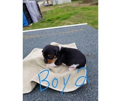 2 Male toy Rat Terrier puppies for sale - 2