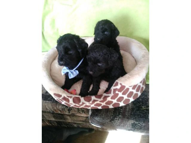 2 month old AKC Black Russian Terriers - 1/3