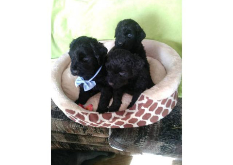 2 month old AKC Black Russian Terriers