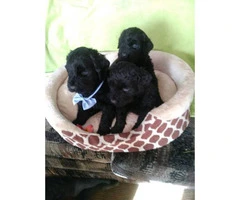 2 month old AKC Black Russian Terriers