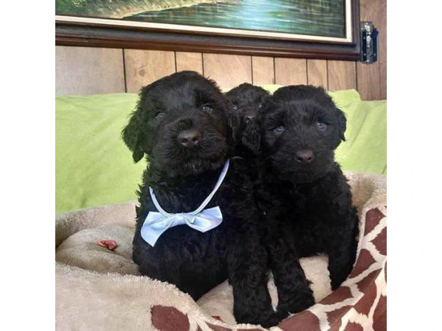 2 month old AKC Black Russian Terriers - 3/3
