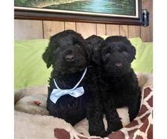 2 month old AKC Black Russian Terriers - 3