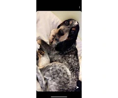 4 month old Registered Bluetick coon hound puppy - 5