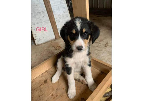 Bordoodle puppies male and female