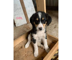 Bordoodle Puppies Male And Female In Edmonton Kentucky Puppies For Sale Near Me