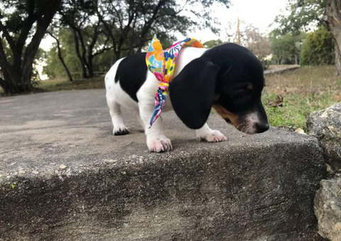 Dachshund Puppies Ready for Valentine’s Day!