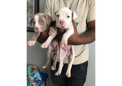 2 females Pit bull puppies left