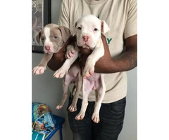 2 females Pit bull puppies left - 1