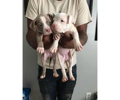 2 females Pit bull puppies left - 2