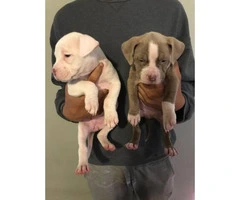 2 females Pit bull puppies left - 3