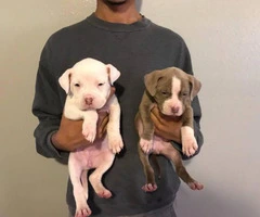 2 females Pit bull puppies left - 4