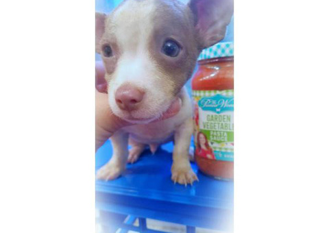 Teacup Chihuahua Puppy with blue eyes