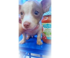Teacup Chihuahua Puppy with blue eyes - 1