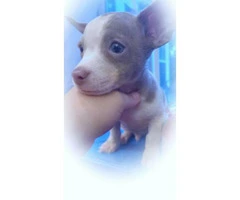 Teacup Chihuahua Puppy with blue eyes - 2