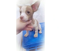 Teacup Chihuahua Puppy with blue eyes - 3