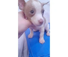 Teacup Chihuahua Puppy with blue eyes - 4