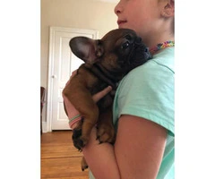 Red Sable French Bulldog Puppy for Sale