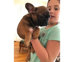 Red Sable French Bulldog Puppy for Sale - 2